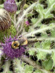 Bombus sibiricus