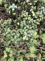 Metrosideros rugosa