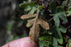 Pleopeltis thyssanolepis