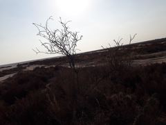 Plectrocarpa tetracantha