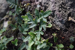 Pleopeltis thyssanolepis