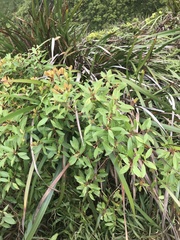 Metrosideros tremuloides