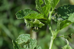 Jaltomata procumbens