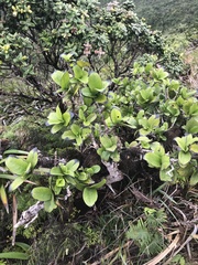 Kadua