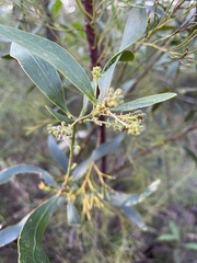 Daviesia corymbosa