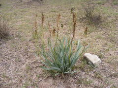 Bulbine narcissifolia