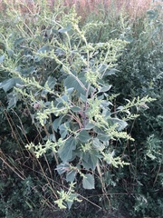 Cyclachaena xanthiifolia