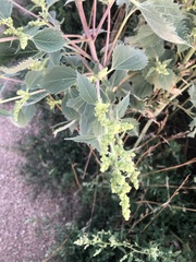 Cyclachaena xanthiifolia