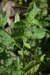 Jaltomata procumbens