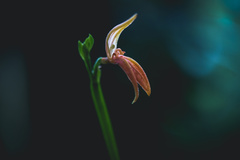 Specklinia endotrachys