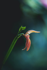 Specklinia endotrachys
