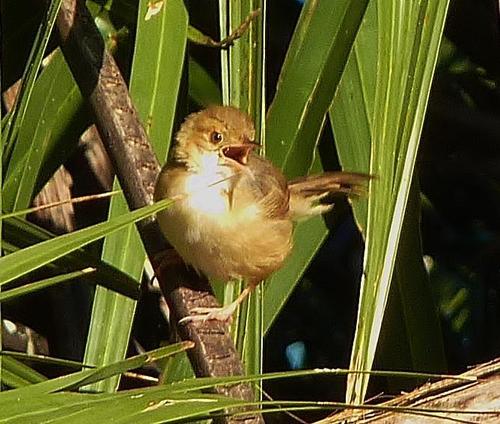 Red-faced Cisticola