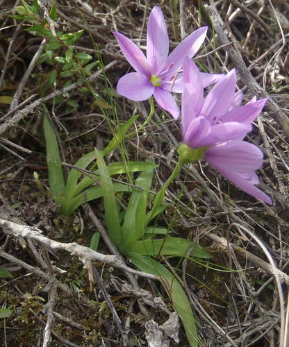 Geissorhiza nigromontana