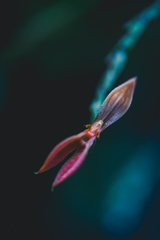 Specklinia endotrachys