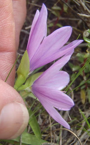 Geissorhiza nigromontana