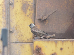 Leucosticte tephrocotis umbrina