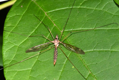 Tipula borealis