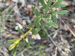 Philotheca hispidula