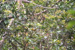 Ptilinopus luteovirens