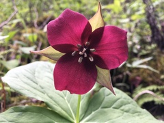Trillium sulcatum