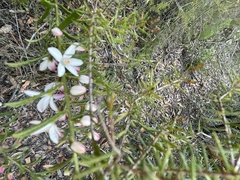 Philotheca hispidula