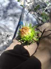 Grindelia greenei