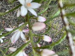 Philotheca hispidula