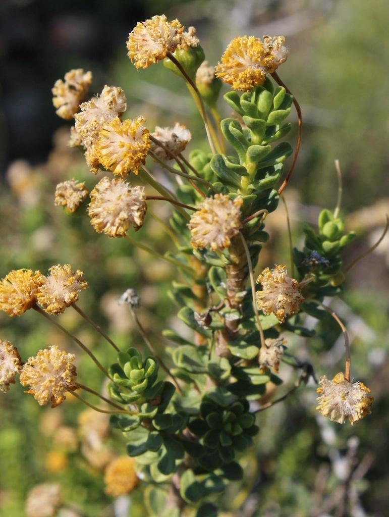 Euryops imbricatus