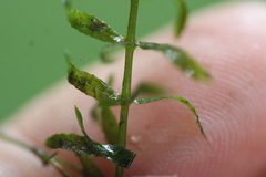 Hydrilla verticillata