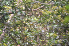 Ptilinopus luteovirens