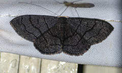 Scopula violacea