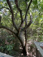 Coccoloba diversifolia