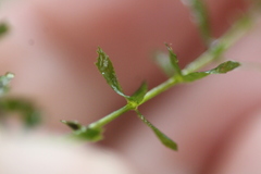 Hydrilla verticillata