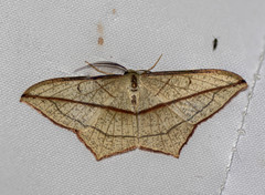 Timandra correspondens