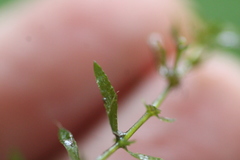 Hydrilla verticillata