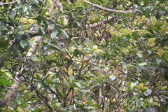 Ptilinopus luteovirens
