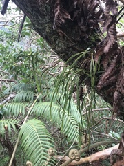 Psilotum complanatum
