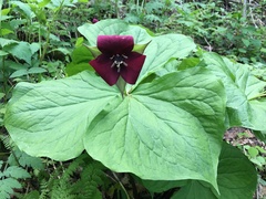 Trillium sulcatum