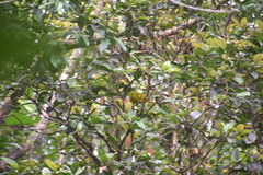 Ptilinopus luteovirens