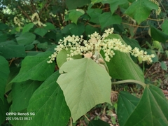 Mallotus paniculatus
