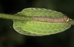 Chrysopolominae