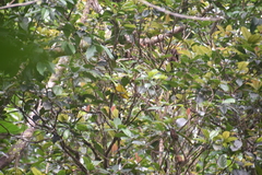 Ptilinopus luteovirens