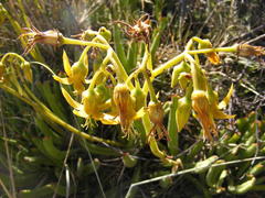 Cotyledon campanulata