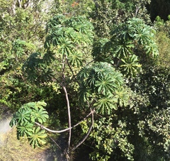 Cecropia obtusifolia