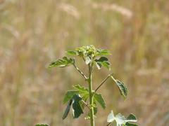 Hibiscus nigricaulis