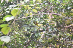 Ptilinopus luteovirens