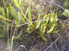Cotyledon campanulata