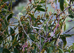 Phoradendron nervosum