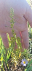 Artemisia palustris