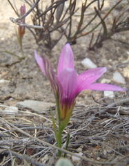 Romulea fibrosa